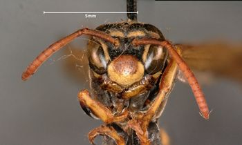 Media type: image;   Entomology 33153 Aspect: head frontal view